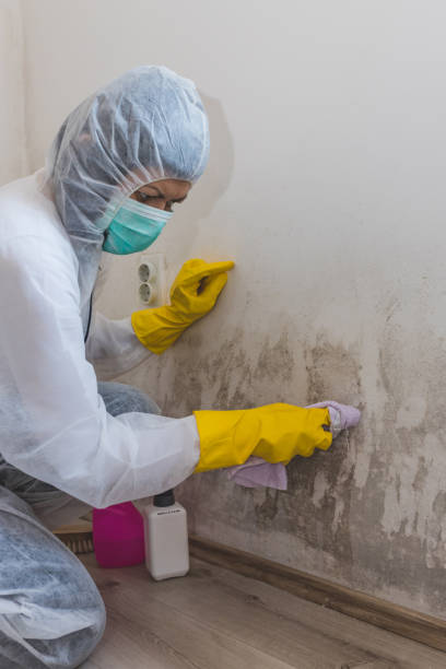 Best Emergency Mold Remediation  in Ketchum, ID