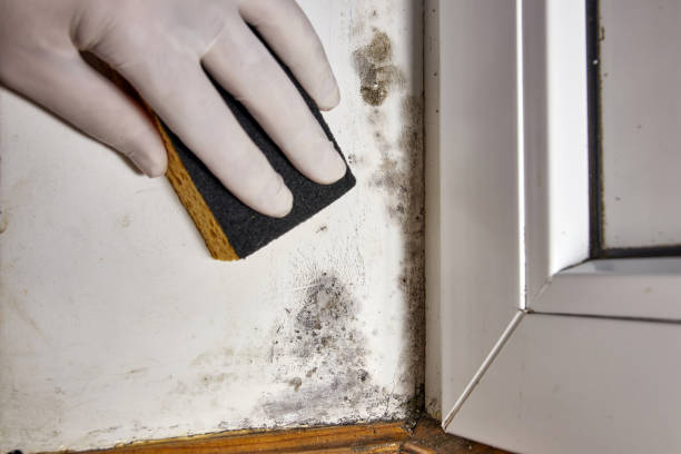 Best Basement Mold Removal  in Ketchum, ID
